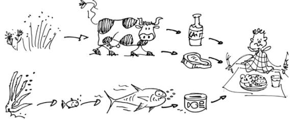 Les contaminants alimentaires PBDE favorisent le cancer du sein
