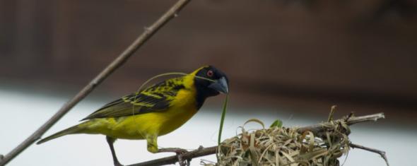 oiseau_nid.jpg Thumbnail